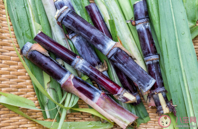 田间甘蔗种植一般从什么开始 蚂蚁新村1月7日答案