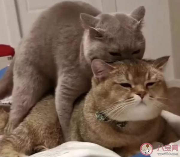 两只猫怎么用叫声沟通 还有哪些沟通方法 两只猫怎么用叫声沟通 还有哪些沟通方法