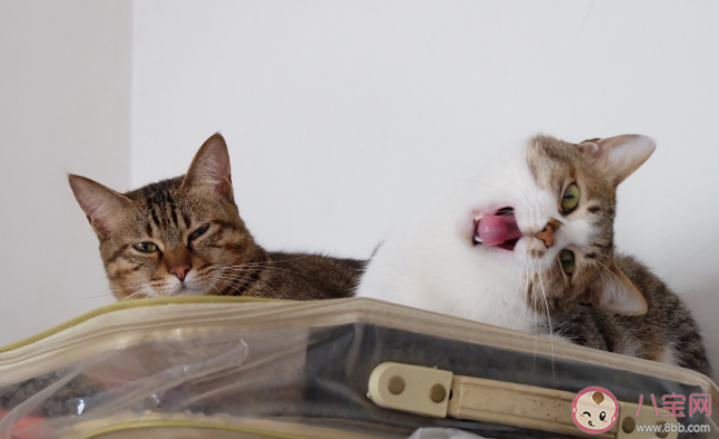 两只猫怎么用叫声沟通 还有哪些沟通方法 两只猫怎么用叫声沟通 还有哪些沟通方法