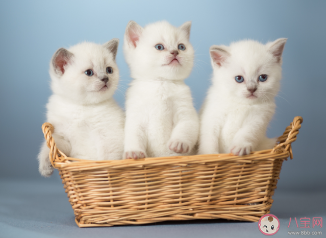 两只猫怎么用叫声沟通 还有哪些沟通方法 两只猫怎么用叫声沟通 还有哪些沟通方法