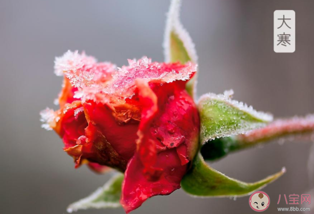 2022大寒节气早安心语文案精选 2022大寒节气早上问好的句子语录