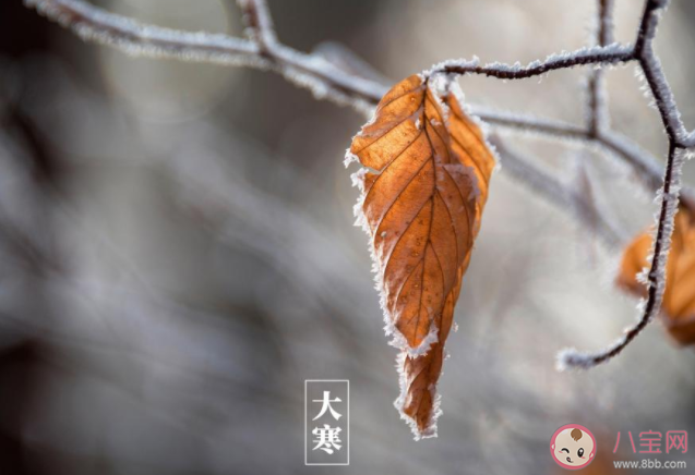 2022大寒节气早安心语文案精选 2022大寒节气早上问好的句子语录