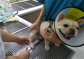 宠物看病为啥又贵又难 为什么宠物看病贵