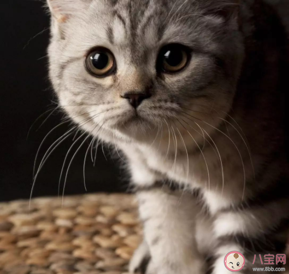 猫的眼睛在夜里闪闪发光主要是因为眼睛什么 蚂蚁庄园1月13日答案