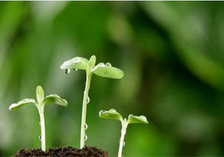 视频能否取代文字演讲稿800字 视频能否取代文字演讲稿美篇大全