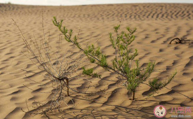 世界上寿命最短的种子是什么 蚂蚁新村1月17日正确答案 世界上寿命最短的种子是什么 蚂蚁新村1月17日正确答案