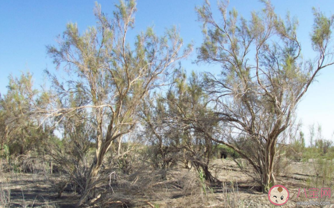 世界上寿命最短的种子是什么 蚂蚁新村1月17日正确答案 世界上寿命最短的种子是什么 蚂蚁新村1月17日正确答案