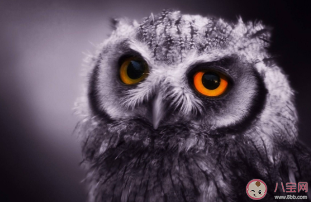 猫头鹰的眼睛能随意转动吗 蚂蚁庄园1月18日答案 猫头鹰的眼睛能随意转动吗 蚂蚁庄园1月18日答案