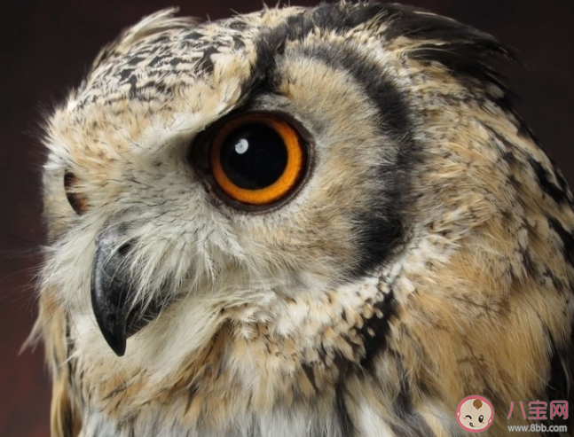 猫头鹰的眼睛能随意转动吗 蚂蚁庄园1月18日答案 猫头鹰的眼睛能随意转动吗 蚂蚁庄园1月18日答案