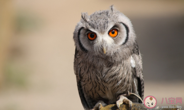 猫头鹰的眼睛能随意转动吗 蚂蚁庄园1月18日答案 猫头鹰的眼睛能随意转动吗 蚂蚁庄园1月18日答案