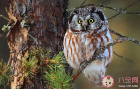 蚂蚁庄园猫头鹰的眼睛能随意转动吗 1月18日答案最新