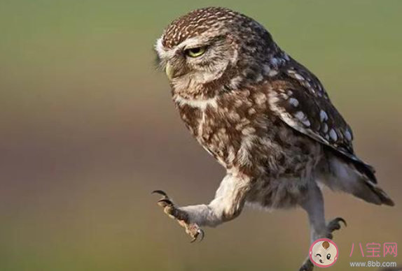 蚂蚁庄园猫头鹰的眼睛能随意转动吗 1月18日答案最新