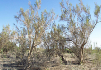 世界上寿命最短的种子是什么 蚂蚁新村1月17日正确答案