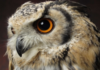 猫头鹰的眼睛能随意转动吗 蚂蚁庄园1月18日答案