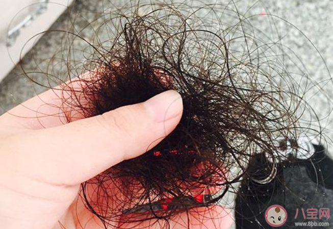 蚂蚁庄园下列哪句诗反映了诗人有脱发的苦恼 1月19日答案介绍