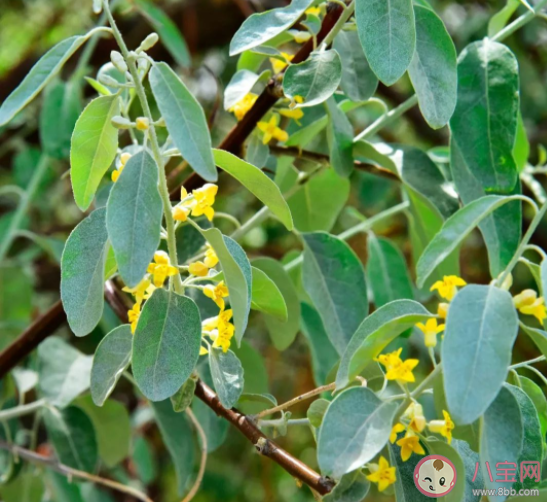 沙枣主要分布在我国的什么地区 蚂蚁新村1月18日答案解析 沙枣主要分布在我国的什么地区 蚂蚁新村1月18日答案解析