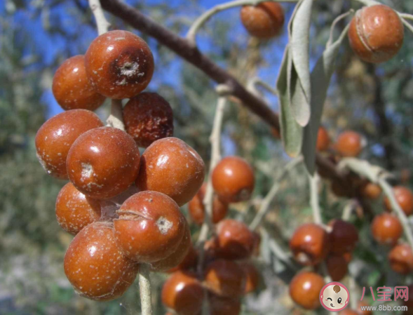 沙枣主要分布在我国的什么地区 蚂蚁新村1月18日答案解析 沙枣主要分布在我国的什么地区 蚂蚁新村1月18日答案解析