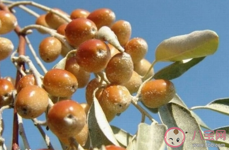 沙枣主要分布在我国的 蚂蚁新村1月18日答案介绍