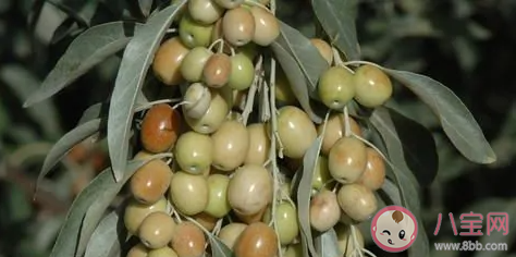 沙枣主要分布在我国的 蚂蚁新村1月18日答案介绍