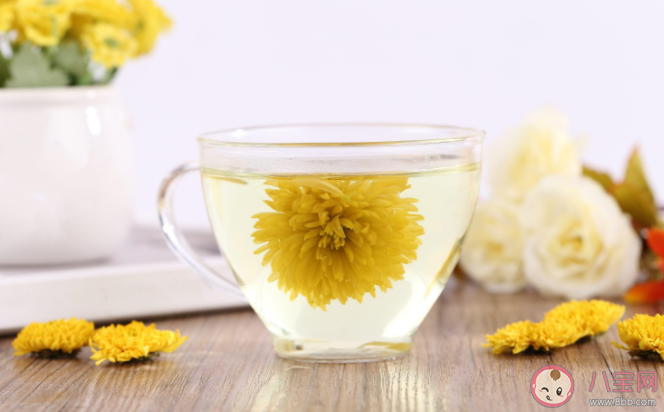 菊花茶泡久了变绿能喝吗 泡菊花茶的4个关键 菊花茶泡久了变绿能喝吗 泡菊花茶的4个关键