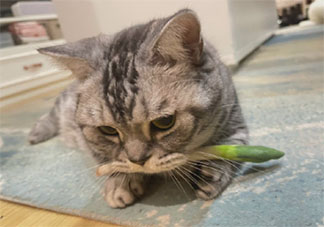 哪一刻你觉得自己的猫没白养 有一只宠物是一件幸福的事吗