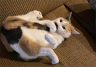 猫咪为什么喜欢追自己尾巴 猫的生活习性是怎样的