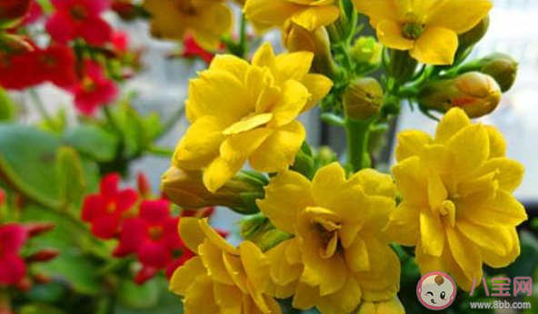 买鲜花过新年下列哪种植物不是花中四君子 蚂蚁庄园1月21日答案介绍