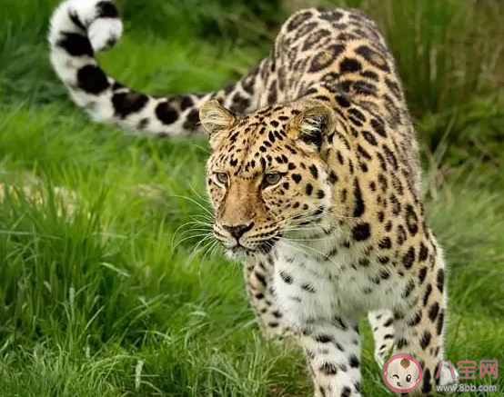 生长在汪清保护地的东北豹会经常上树活动吗 汪清保护地巡护答案