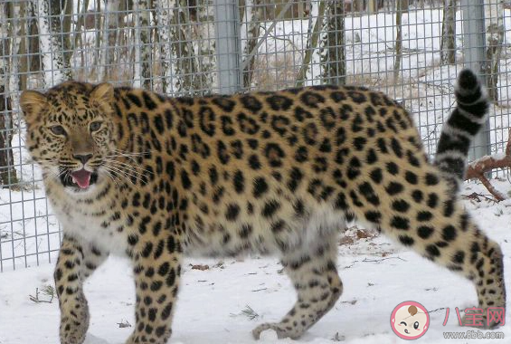 生长在汪清保护地的东北豹会经常上树活动吗 汪清保护地巡护答案