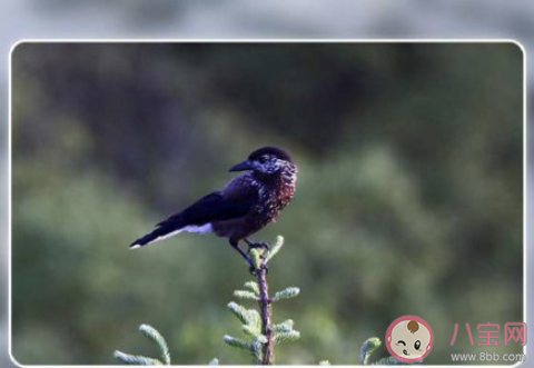 星鸦会像松鼠一样储存冬粮吗 蚂蚁森林汪清保护地答案