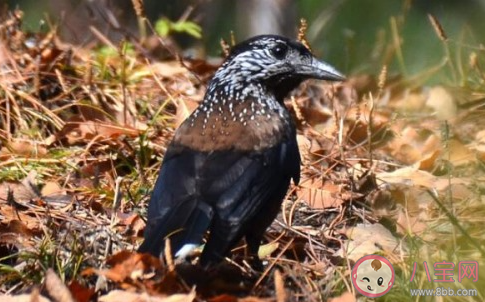 星鸦会像松鼠一样储存冬粮吗 蚂蚁森林汪清保护地答案