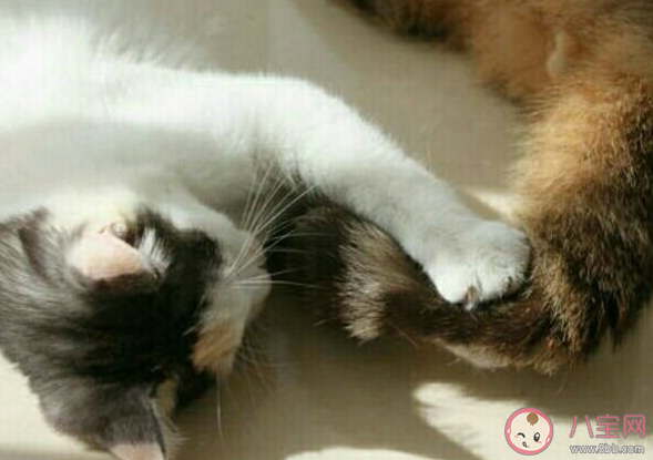 猫咪为什么喜欢追自己尾巴 猫的生活习性是怎样的