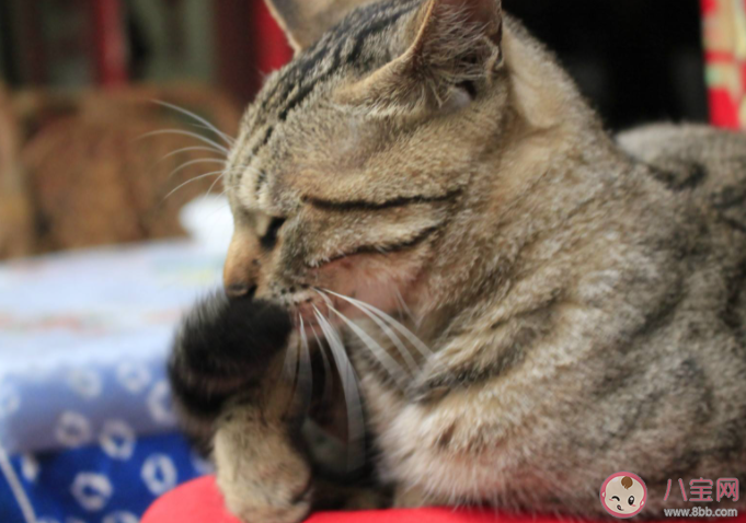 猫咪为什么喜欢追自己尾巴 猫的生活习性是怎样的