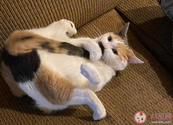 猫咪为什么喜欢追自己尾巴 猫的生活习性是怎样的