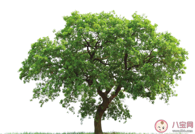 橡树是制作家具的上好木材说法正确吗 蚂蚁新村1月21日答案