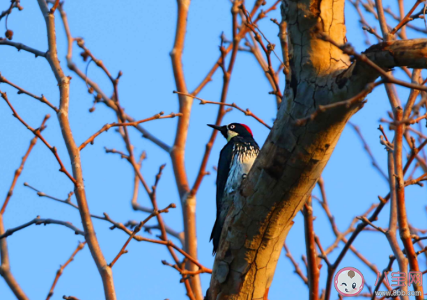 橡树是制作家具的上好木材说法正确吗 蚂蚁新村1月21日答案