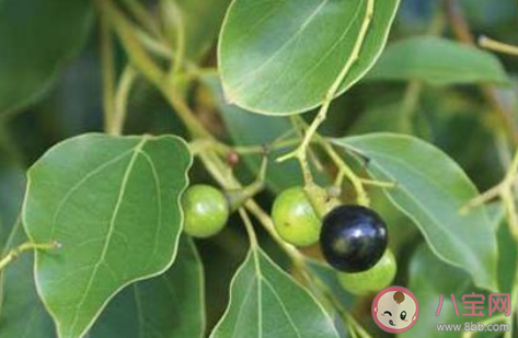 香樟树的产地主要分布在哪 蚂蚁新村1月24日答案介绍