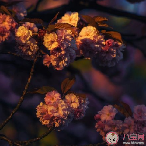 感情里的假复合怎么看 假复合是什么意思 感情里的假复合怎么看 假复合是什么意思