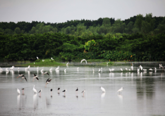 2022世界湿地日主题是什么 关于湿地的这些知识要知道