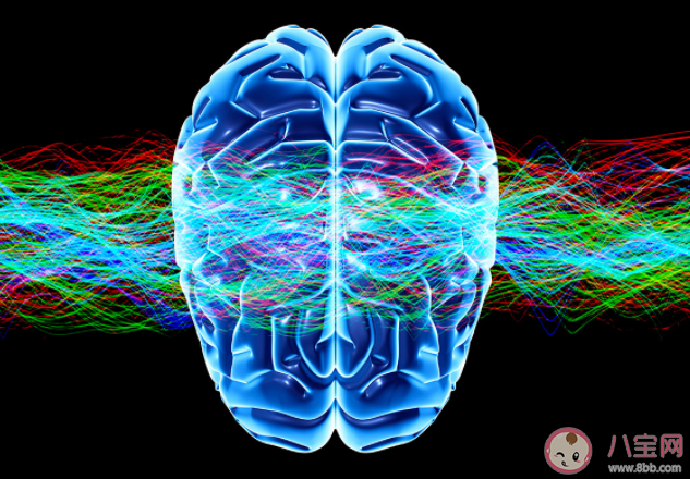 人类大脑也有性别之分吗 男性大脑和女性大脑有什么差异 人类大脑也有性别之分吗 男性大脑和女性大脑有什么差异