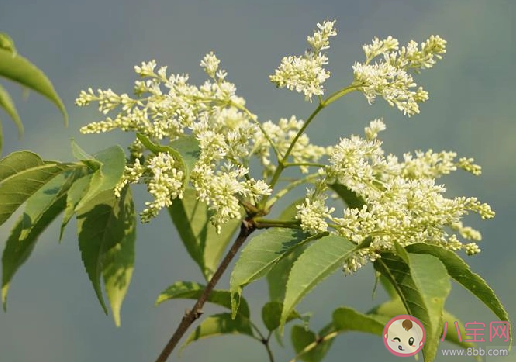 白蜡树一般在几月开花蚂蚁新村 2月2日答案介绍