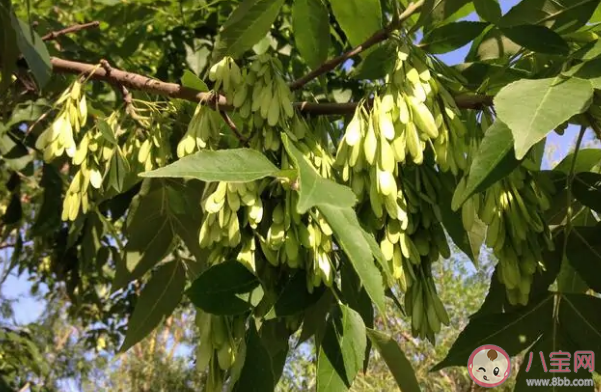 白蜡树一般在几月开花蚂蚁新村 2月2日答案介绍