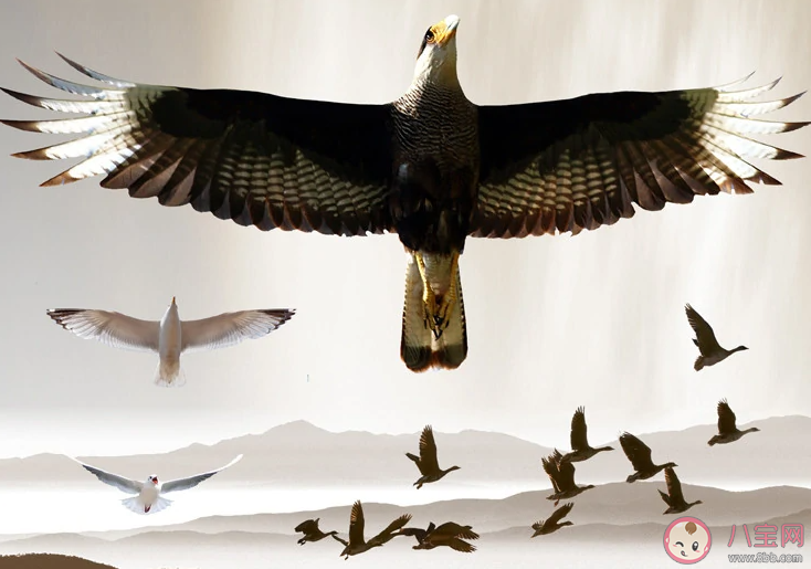 大鹏一日同风起下一句是什么蚂蚁庄园 2月9日答案介绍