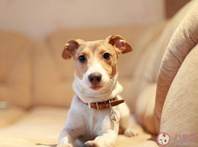 宠物代养是什么职业 宠物代养赚钱吗