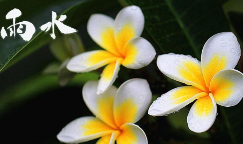 2022雨水节气图片正能量文案句子 2022雨水节气配图说说发朋友圈