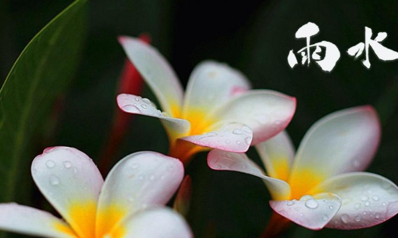 2022雨水节气图片正能量文案句子 2022雨水节气配图说说发朋友圈