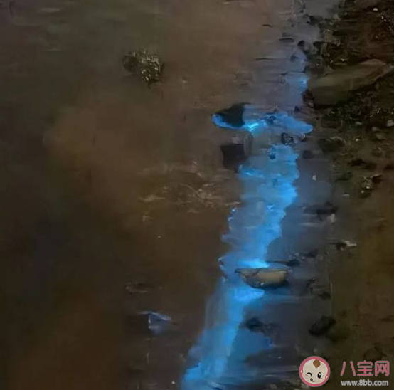 厦门出现的蓝眼泪是什么 蓝眼泪是怎么形成的 厦门出现的蓝眼泪是什么 蓝眼泪是怎么形成的