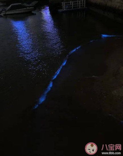 厦门出现的蓝眼泪是什么 蓝眼泪是怎么形成的 厦门出现的蓝眼泪是什么 蓝眼泪是怎么形成的