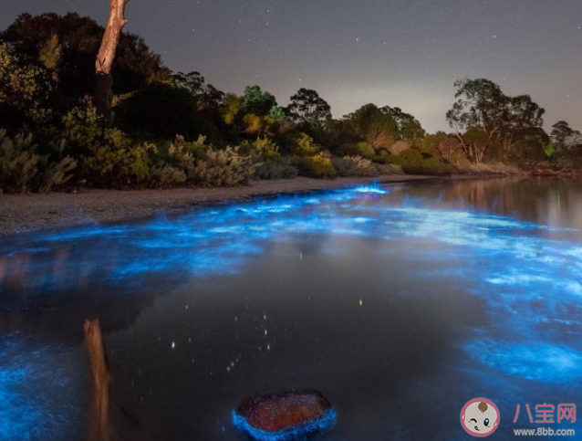 厦门出现的蓝眼泪是什么 蓝眼泪是怎么形成的 厦门出现的蓝眼泪是什么 蓝眼泪是怎么形成的