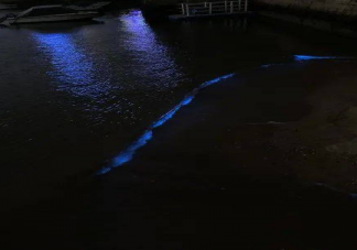 厦门出现的蓝眼泪是什么 蓝眼泪是怎么形成的